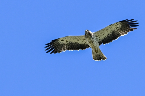 Aigle botté
