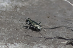 Cicindela willistoni