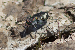 Cicindela willistoni