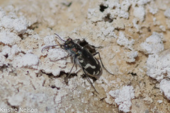 Cicindela willistoni