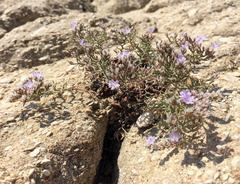 Limonium cancellatum