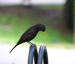 Turdus merula