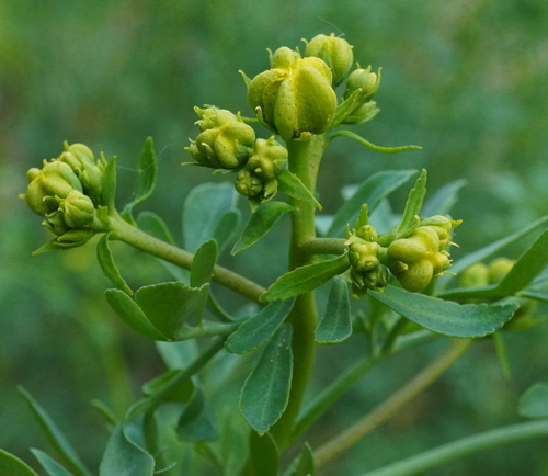 Ruta graveolens