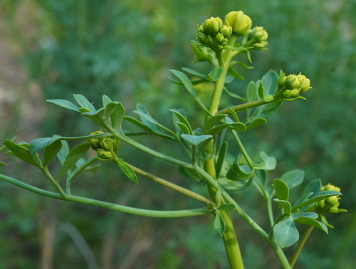 Ruta graveolens