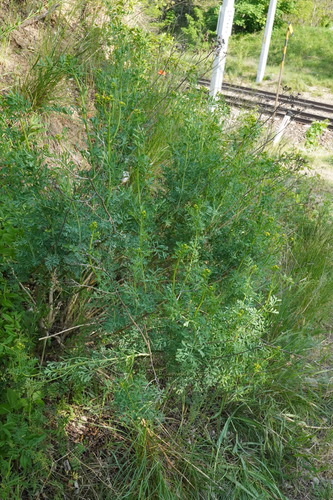 Ruta graveolens