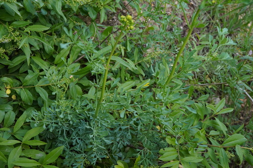 Ruta graveolens