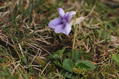 Viola rupestris