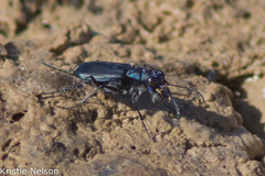 Cicindela amargosae