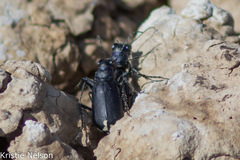 Cicindela amargosae