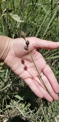 Carex tetrastachya