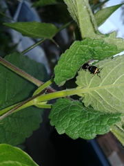 Cosmopepla conspicillaris