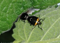 Cosmopepla conspicillaris