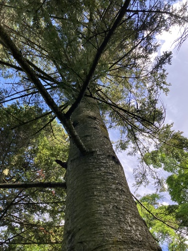 Abies veitchii iNat (3)
