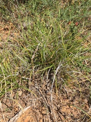 Carex xerophila