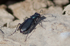 Cicindela amargosae