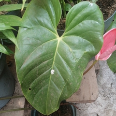 Anthurium andraeanum