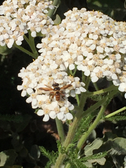 Trichopoda subdivisa