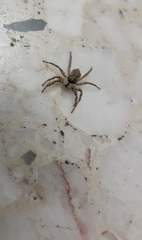 Menemerus semilimbatus