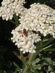 Trichopoda subdivisa