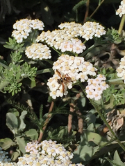 Trichopoda subdivisa