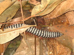 Eucentrobolus tamulus