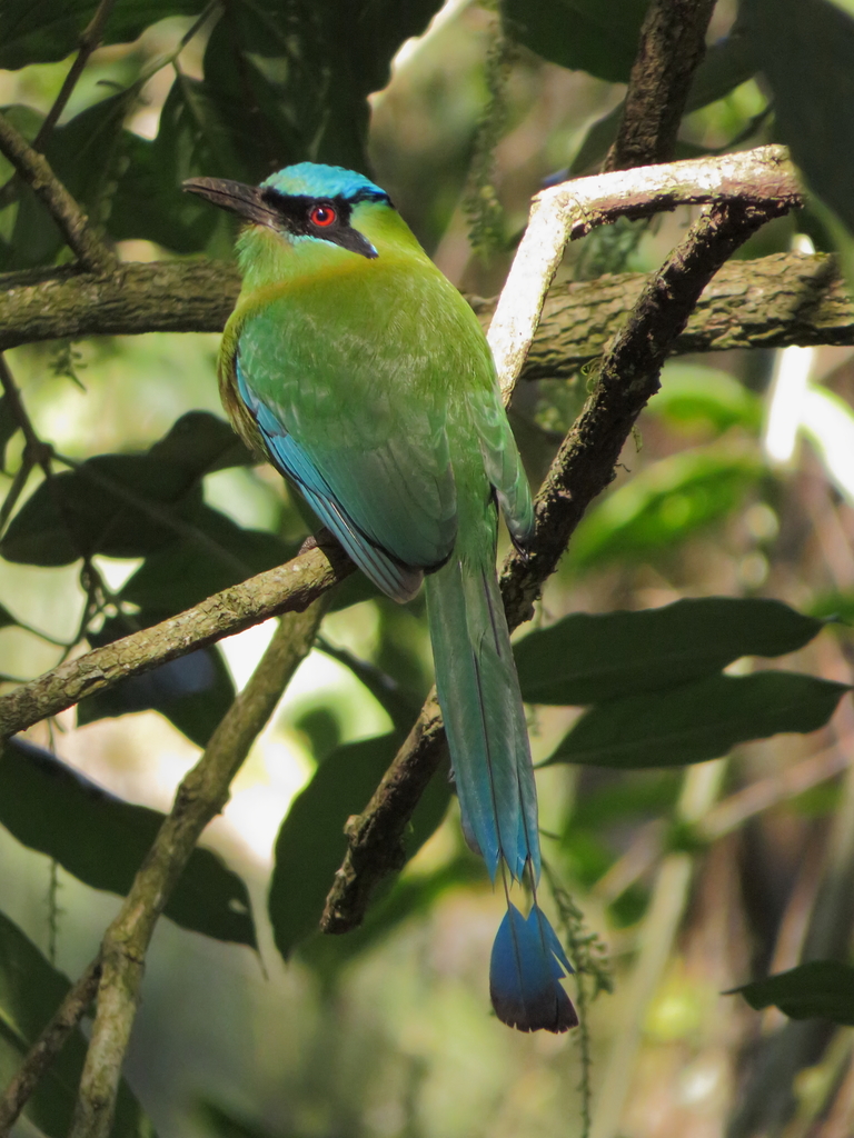 Blue-Capped Motmot