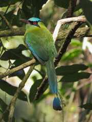 Blue-Capped Motmot photo 1