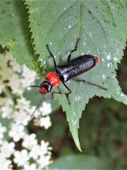 Ancistronycha occipitalis