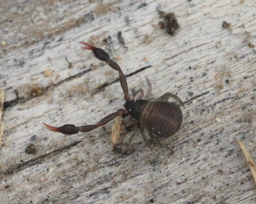 Geogarypidae