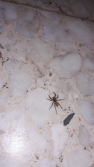 Menemerus semilimbatus