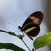 Heliconius melpomene burchelli - Photo (c) Jonathan Newman, some rights reserved (CC BY-NC), uploaded by Jonathan Newman