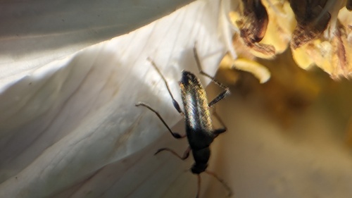 common grammoptera, Noordwijkerhout, Nederland, photo 6 of 10