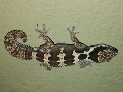 Pachydactylus rugosus