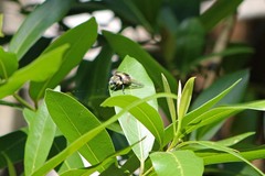 Cephenemyia