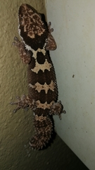 Pachydactylus rugosus