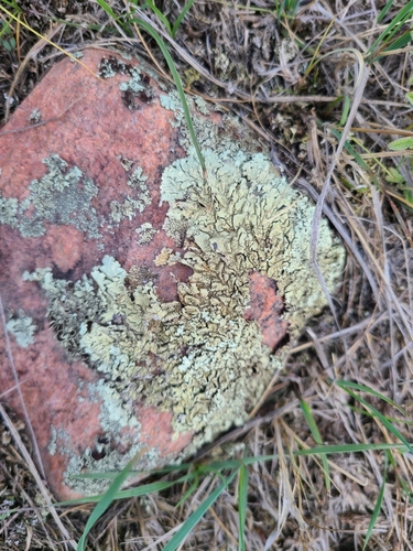 Xanthoparmelia subdecipiens