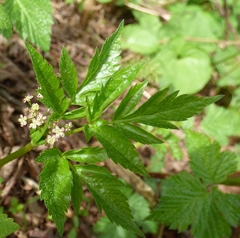 Osmorhiza purpurea
