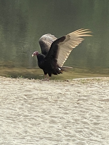 Turkey Vulture photographed in Georgia