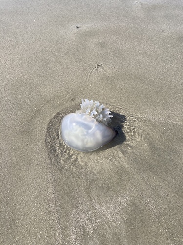 Cannonball Jelly photographed in South Carolina