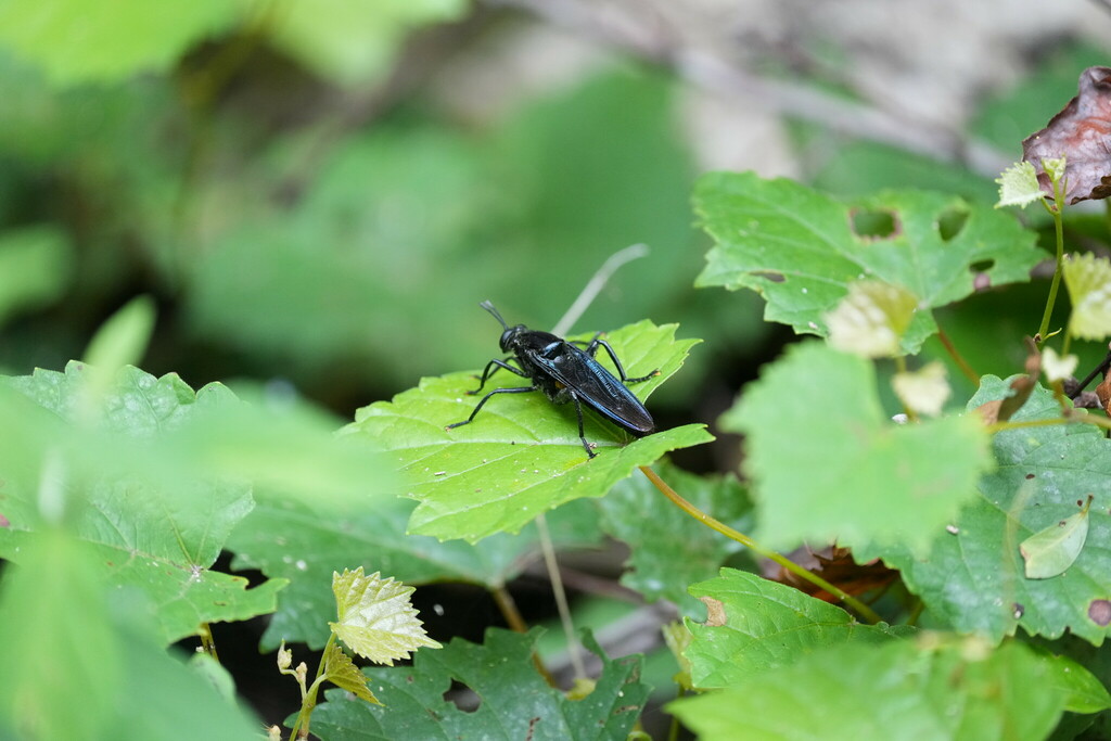 Clubbed Mydas Fly