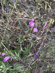 Sidalcea sparsifolia