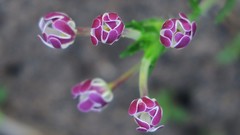 Zaluzianskya maritima