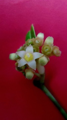 Eumachia chaenotricha
