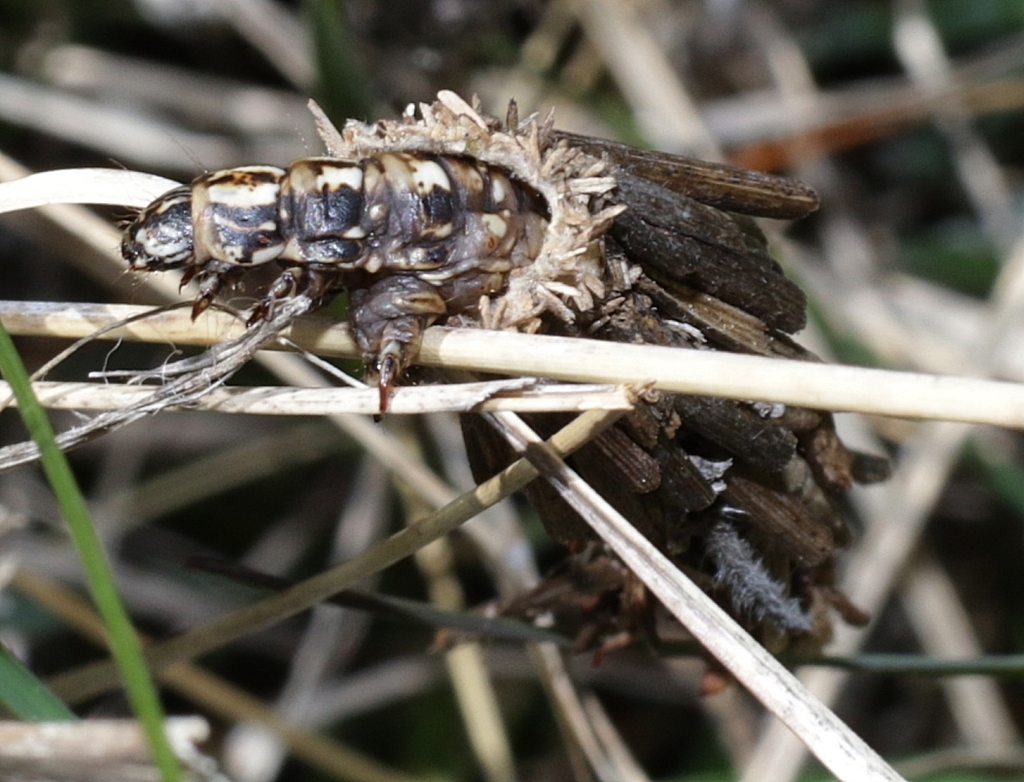 Pachythelia