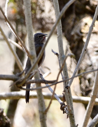 Brown-backed Solitaire (Myadestes occidentalis), photo 6