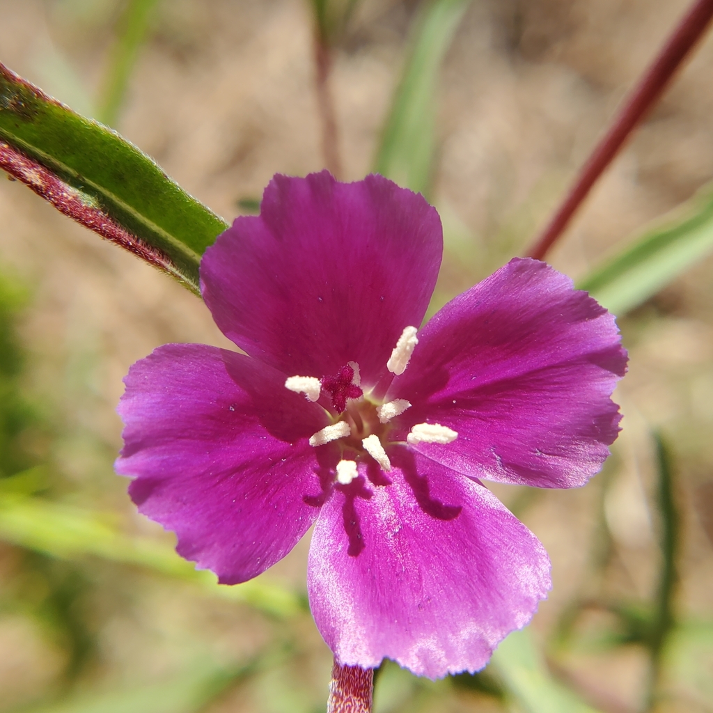 Winecup Clarkia from Orange County, US-CA, US on May 29, 2024 at 12:06 ...