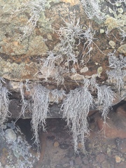 Roccellina hypomecha