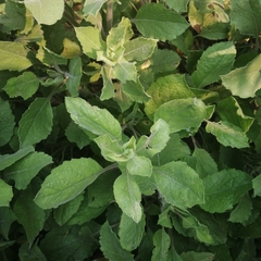 Angiospermae