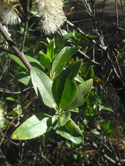 Ageratina glabrata