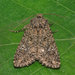 Cabbage Moth - Photo (c) Danilo Ugrnov, some rights reserved (CC BY-NC), uploaded by Danilo Ugrnov